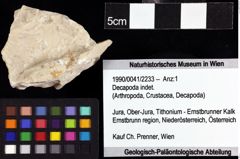 Foto (Objket + Etiketten) von Decapoda indet. 